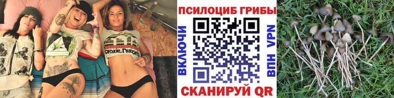 Купить  Покров  Галлюциногенные грибы Cubensis 